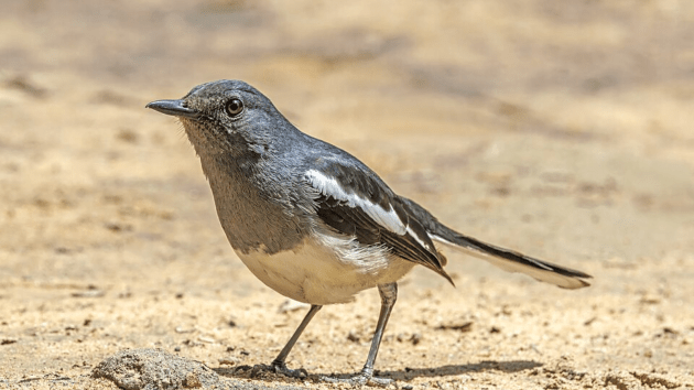 birds