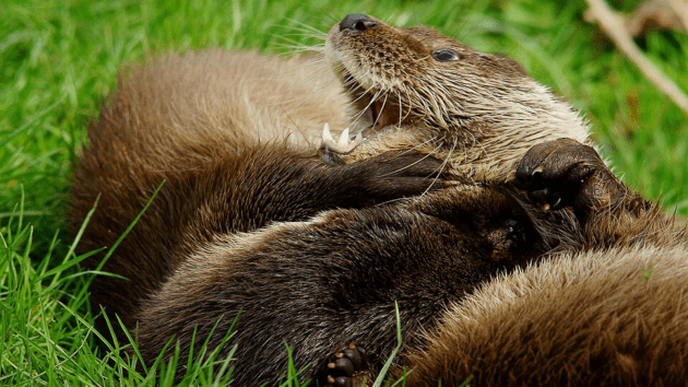 animals