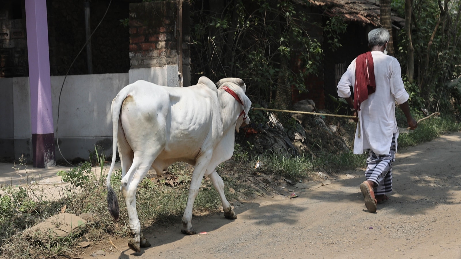 Cow markets empty, despair mounts as Bengal slaughter norms spread confusion, ‘fear’