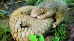Pangolin