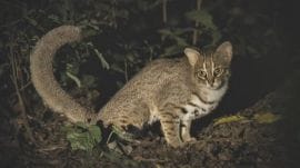 10 seconds, a big discovery: Rusty-spotted cat breeding confirmed in Delhi-NCR