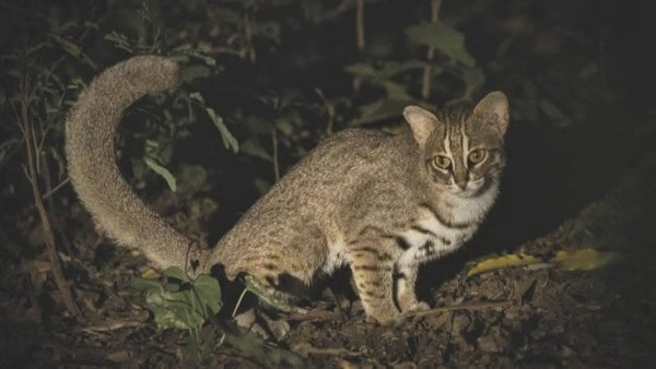 Knowledge Nugget | Rusty-Spotted Cat sighted in Aravallis: A look at  India's lesser-known small wild cats