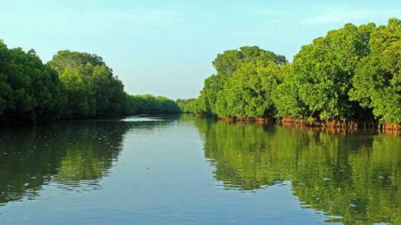 Pichavaram Mangrove Forest