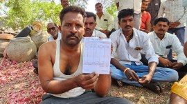50 paise a kg: Onion price crash leaves Maharashtra farmers drowning in debt