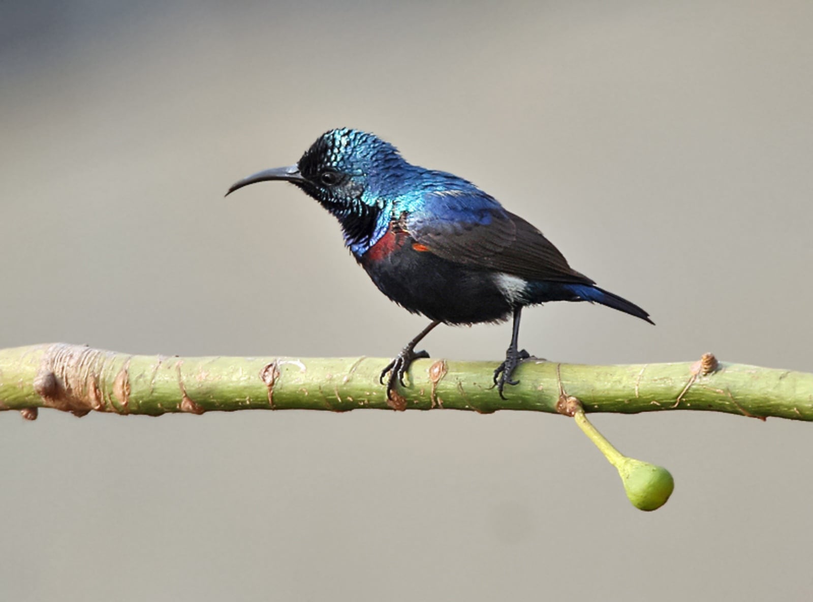 Purple sunbird