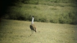 bird