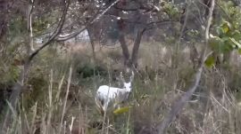 The now-viral video captured the pale-coloured deer moving gracefully through the grasslands of Kaziranga