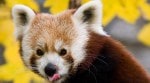 Red Panda