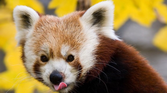 Red Panda