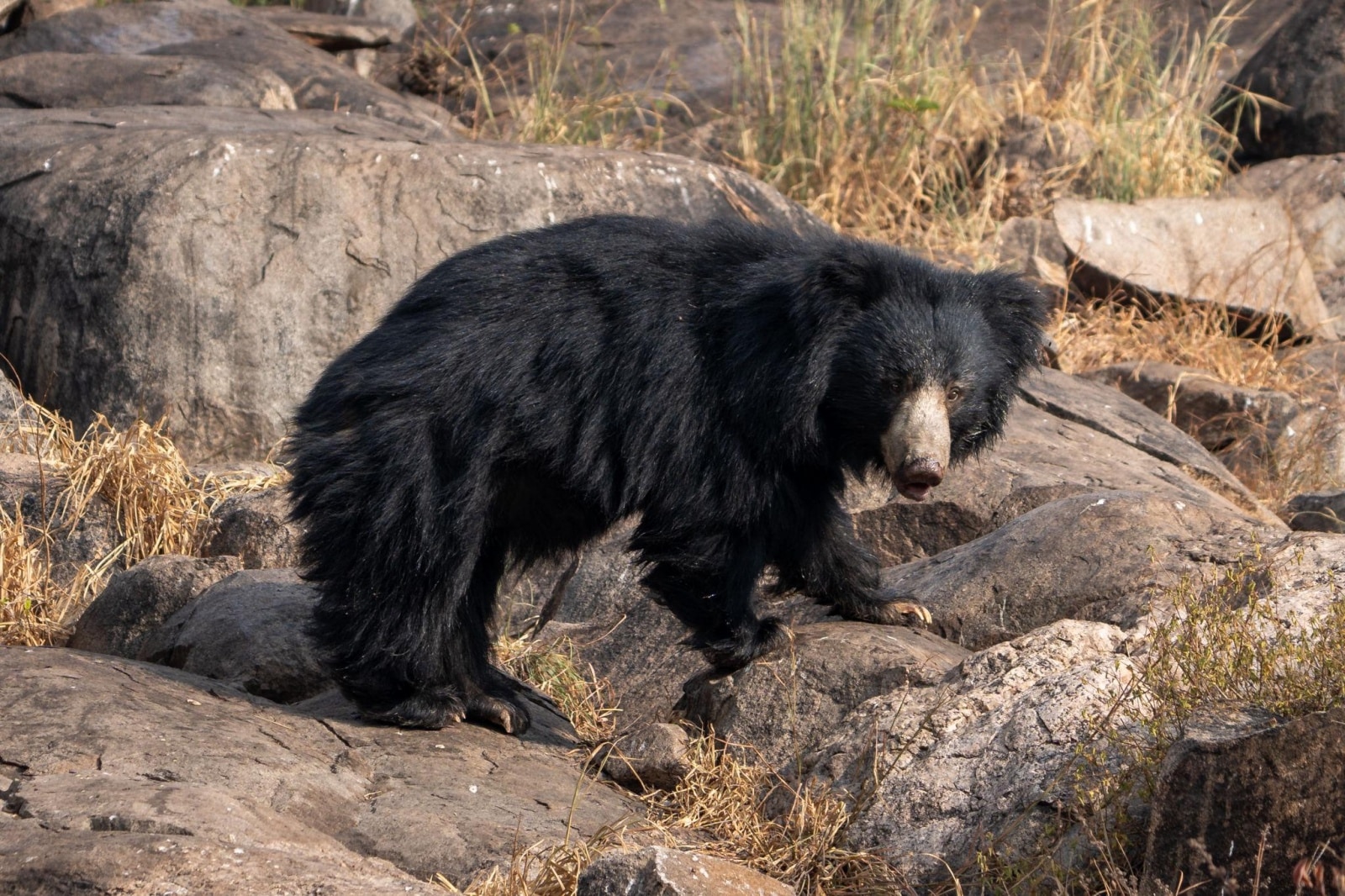 Beyond Tigers: 10 amazing animals you can easily see in Ranthambore