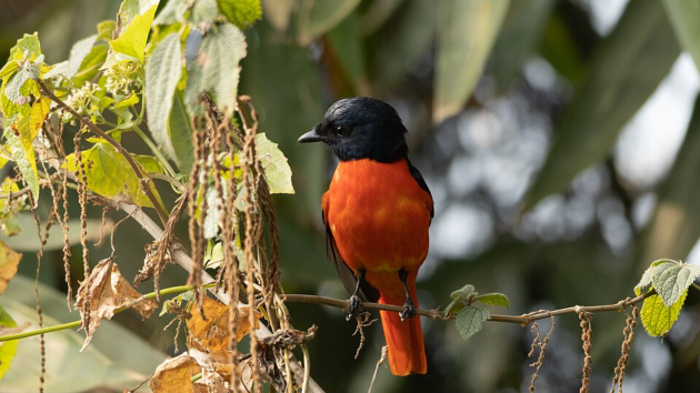 birds