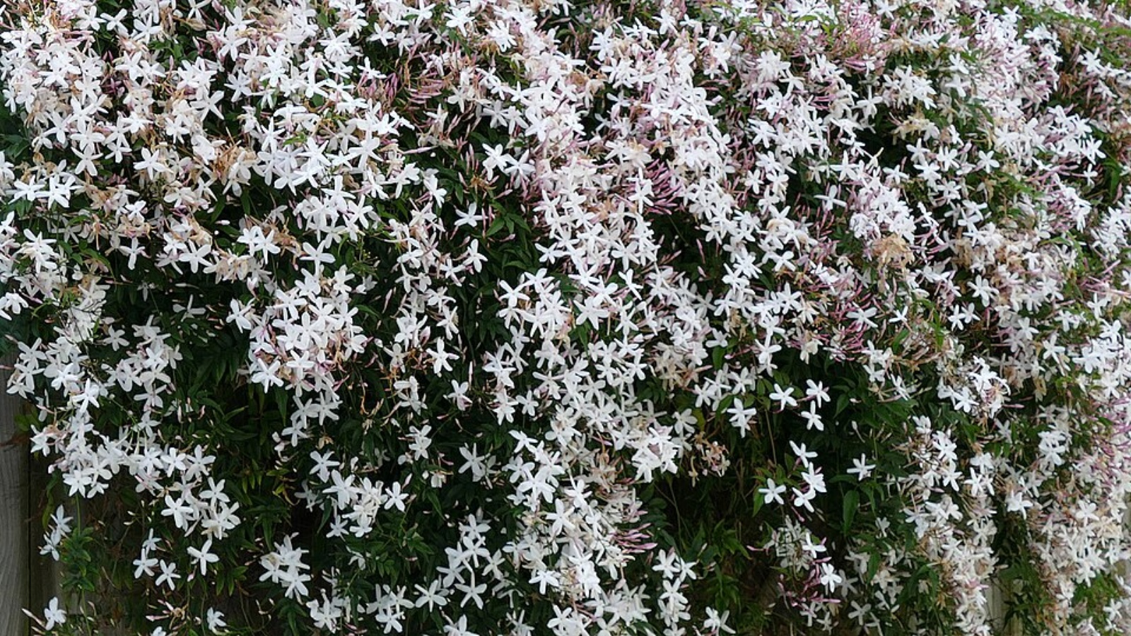 scented flowers
