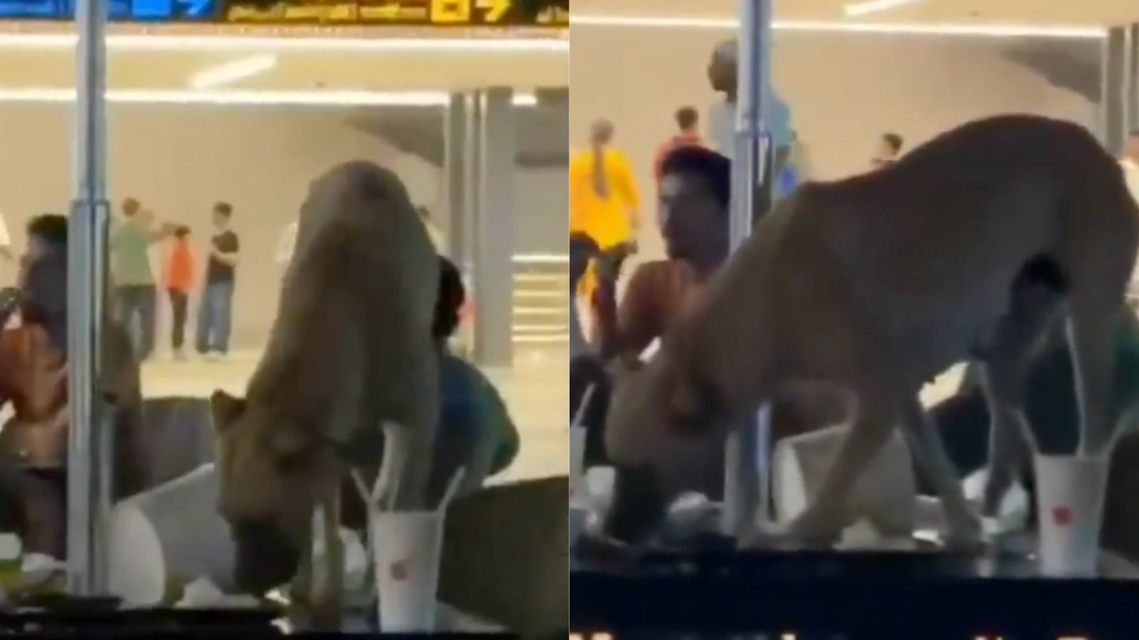 indianexpress.com - Trends Desk - 'Demise of ancient civilisation': Stray dog scavenging food inside Hyderabad airport lounge sparks online outrage