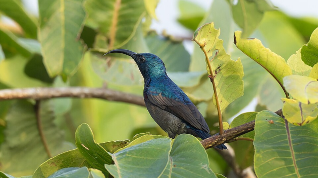 birds