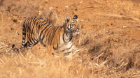 Tadoba-Andhari Tiger Reserve Tiger