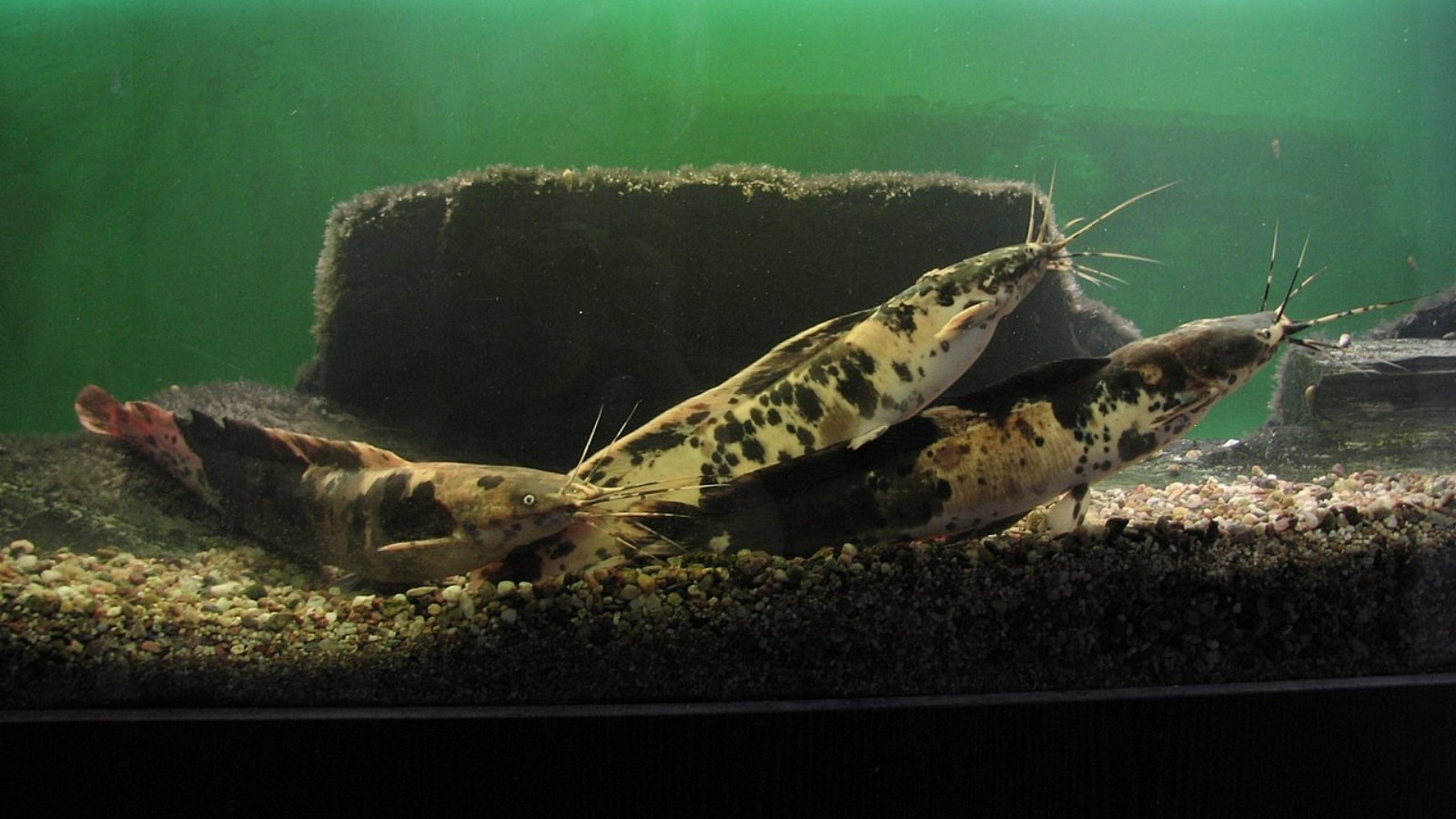 Experts explain why ‘Thai Mangur’ fish is hazardous to human health ...