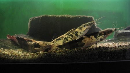 Walking catfish
