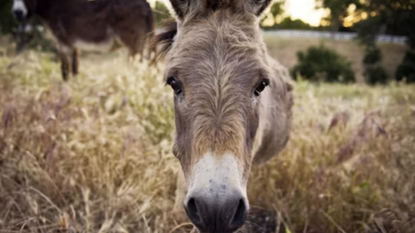 World Donkey Day Special: Meet the intelligent animal often overlooked