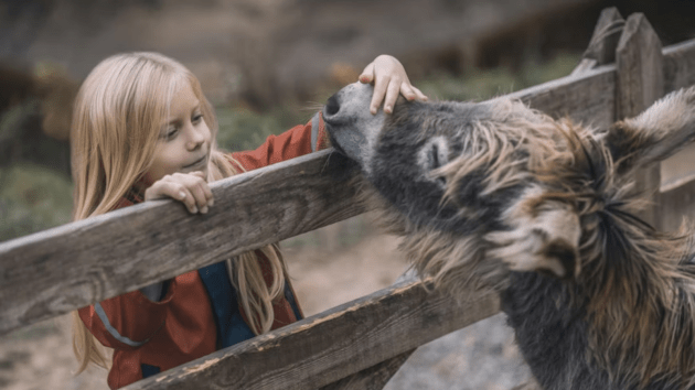 animals