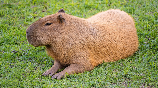 animals