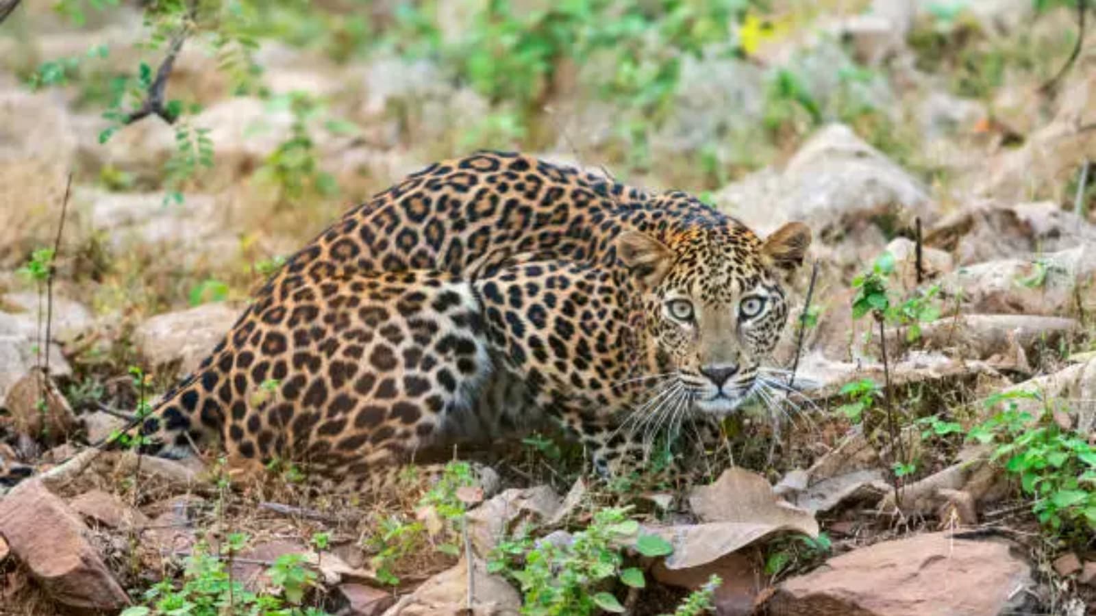 International Leopard Day: These facts about the fastest animal will surprise you