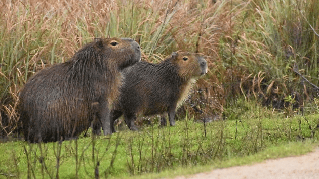 animals