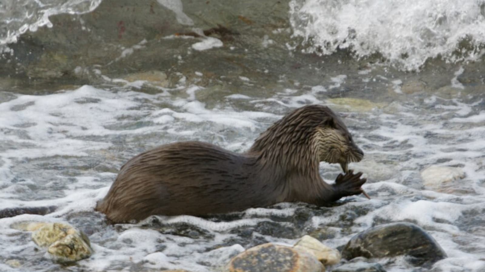World Otter Day: Fun facts about these smart and playful animals