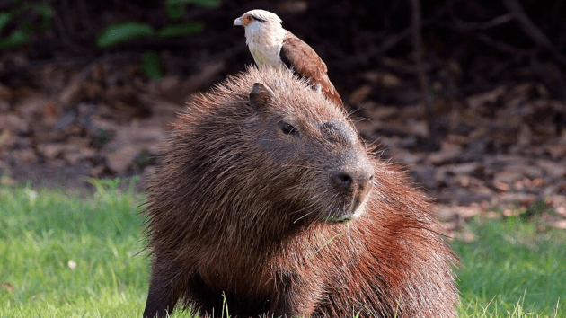 animals