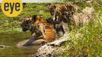 Tigress_with_cubs -Wikimedia Commons tiger