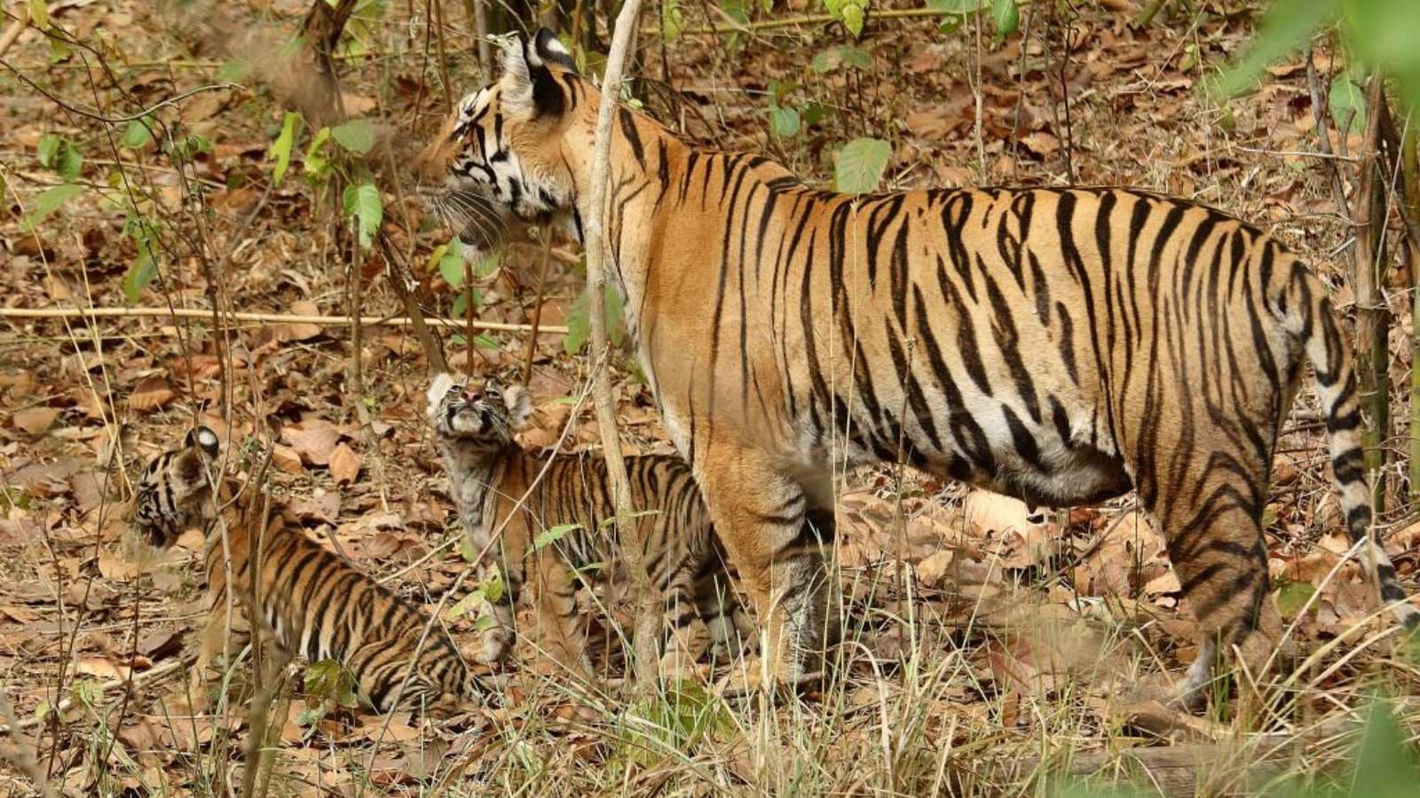 tiger