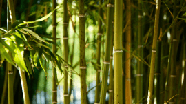 Bamboo is rich in protein and fiber and contains low fat. Amino acids and minerals like selenium and potassium can be retrieved by consuming bamboo. (Source: Magnific)