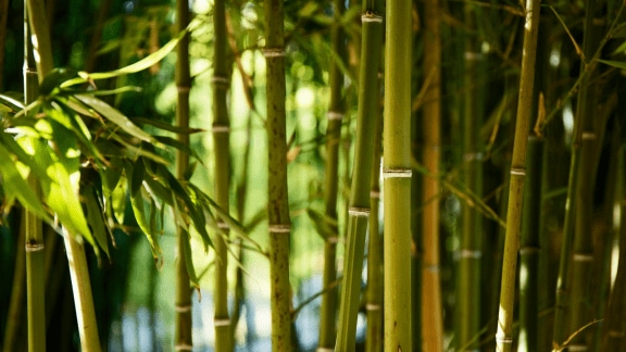 Bamboo is rich in protein and fiber and contains low fat. Amino acids and minerals like selenium and potassium can be retrieved by consuming bamboo. (Source: Magnific)