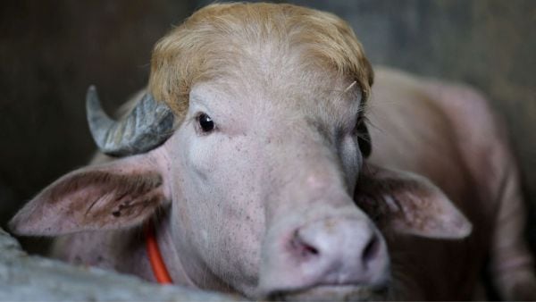 "Truly, the features are similar between the buffalo and President Donald Trump," (REUTERS/Mohammad Ponir Hossain)