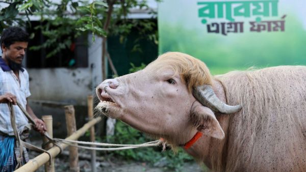 Albino buffaloes are exceedingly uncommon, according to local livestock department officials, who note that the absence of melanin production gives such animals their distinctive white or pink appearance.(REUTERS/Mohammad Ponir Hossain)