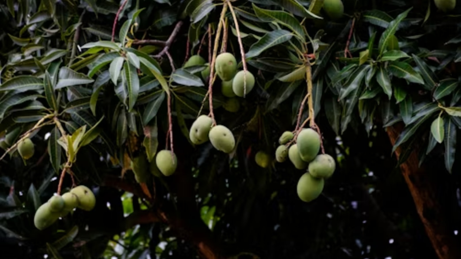 Mistakes to avoid when making mango ice cream at home