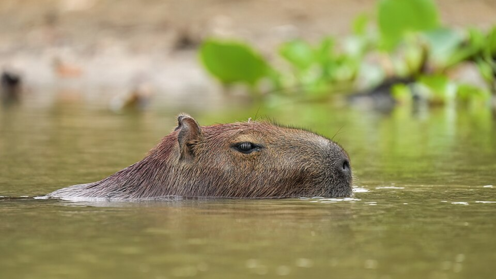 Everything you didn’t know about Capybaras