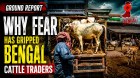 Bengal Cattle Traders Gripped By Fear As New Slaughter Rules Empty Cow Markets| Ground Report