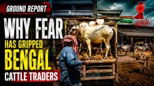 Bengal Cattle Traders Gripped By Fear As New Slaughter Rules Empty Cow Markets| Ground Report
