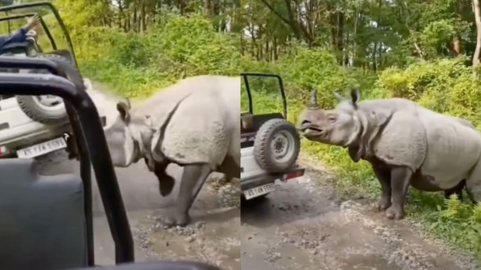 The safari driver managed to stay calm and carefully steered the jeep away
