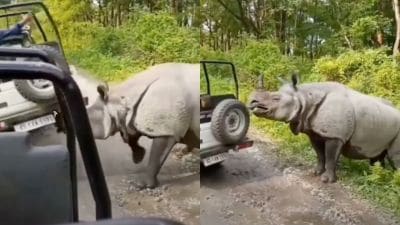 The safari driver managed to stay calm and carefully steered the jeep away