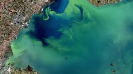 The technology could help improve beach warnings, protect fisheries, and reduce the economic impact of toxic blooms. (Image: Unsplash)