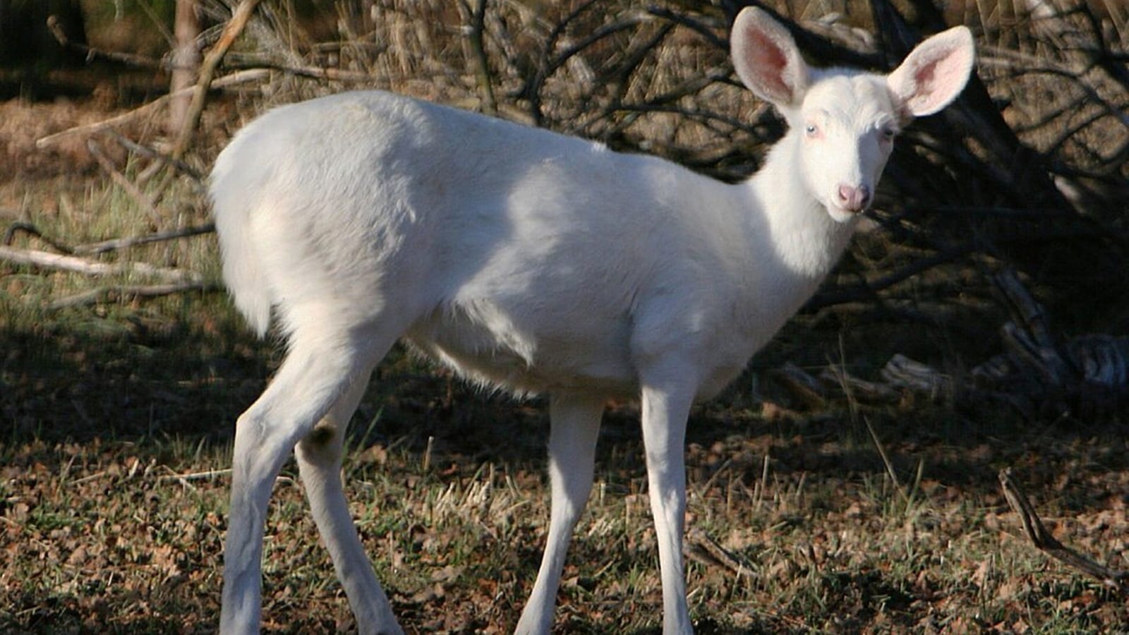 ‘Something this rare’: Assam CM spotlights albino hog deer sighting in Kaziranga