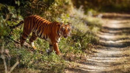tiger