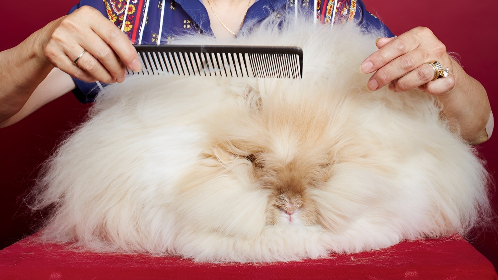 Meet Franchesca, the record-breaking Angora rabbit with the world’s ...