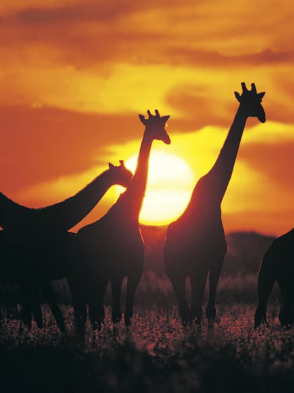 Animals That Stay Cool In Scorching Heat