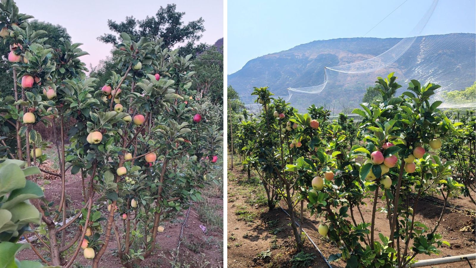 Beyond the City: How a JCB operator turned a Satara farm into Maharashtra’s first successful apple orchard