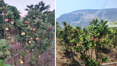 Freshly ripened apples on the trees at Bapu Bhilare’s orchard in Satara’s Wai taluka. (Express phote/Pavan Khengre)