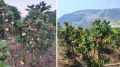 Beyond the City: How a JCB operator turned a Satara farm into Maharashtra’s first successful apple orchard