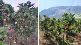Freshly ripened apples on the trees at Bapu Bhilare’s orchard in Satara’s Wai taluka. (Express phote/Pavan Khengre)