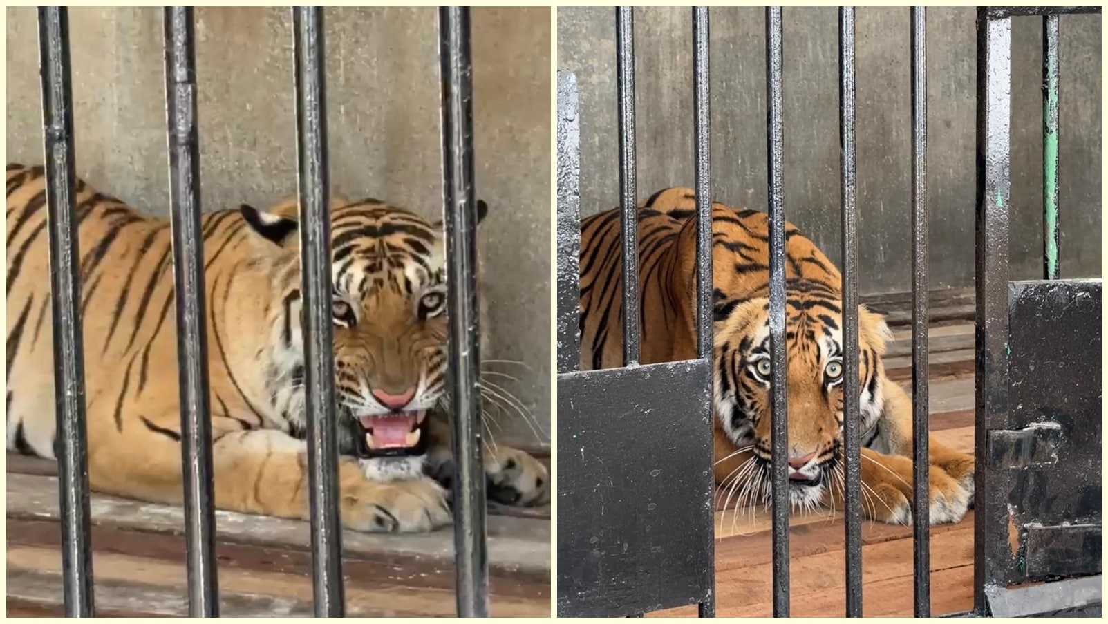 Badal & Bijli: Safari comes to life again as Ludhiana zoo welcomes Royal Bengal tiger pair
